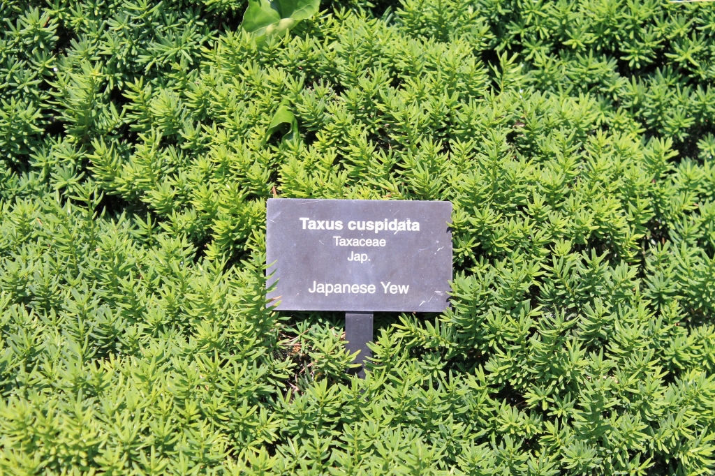 Taxus cuspidata