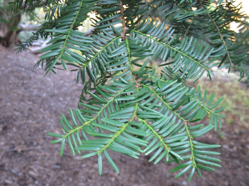 Taxus cuspidata