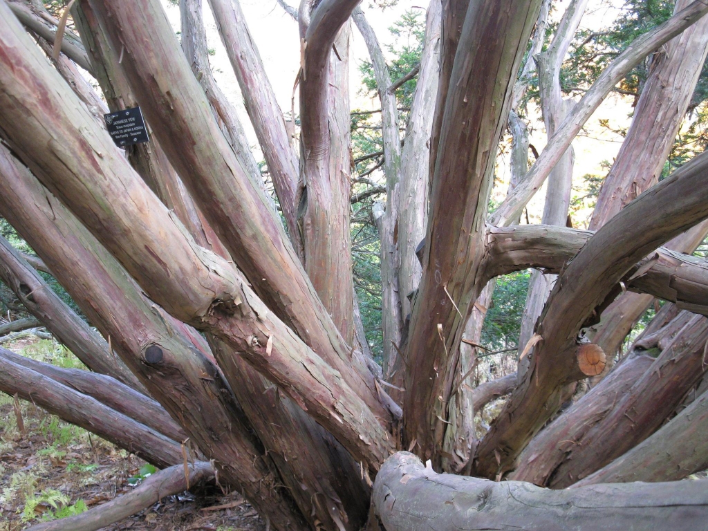 Taxus cuspidata