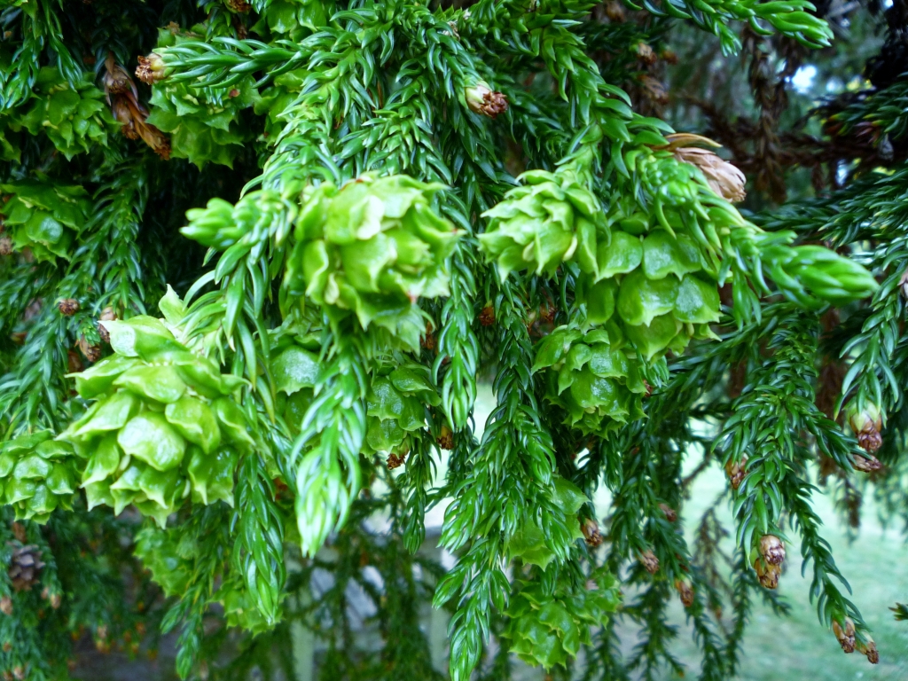 Athrotaxis cupressoides