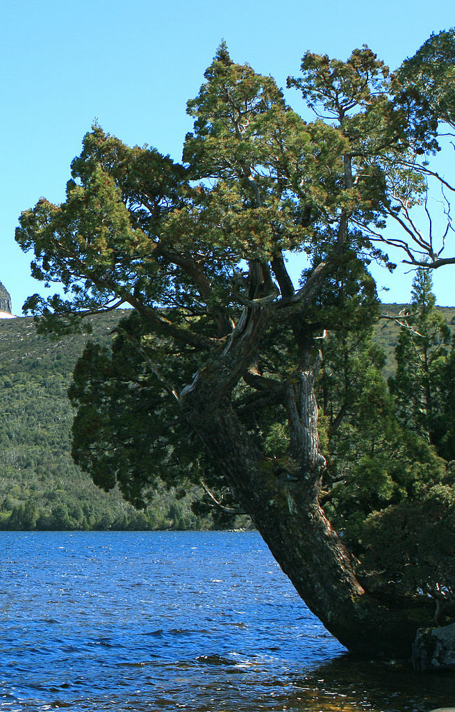 Athrotaxis cupressoides