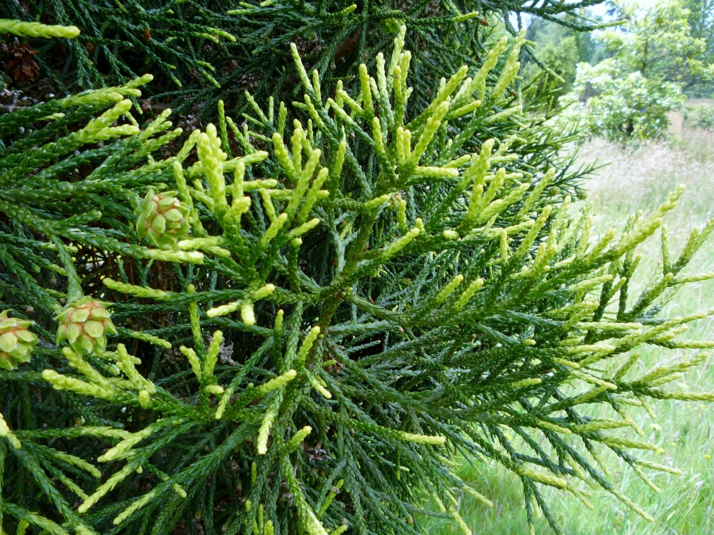 Athrotaxis cupressoides