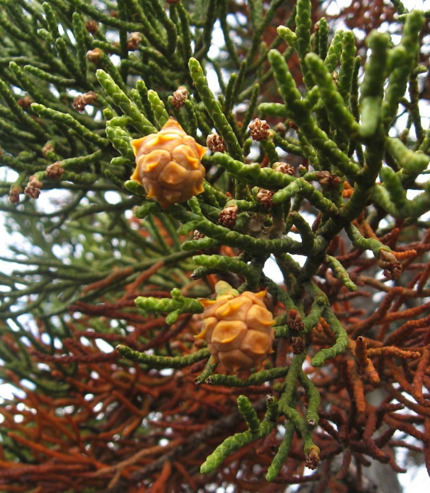 Athrotaxis cupressoides