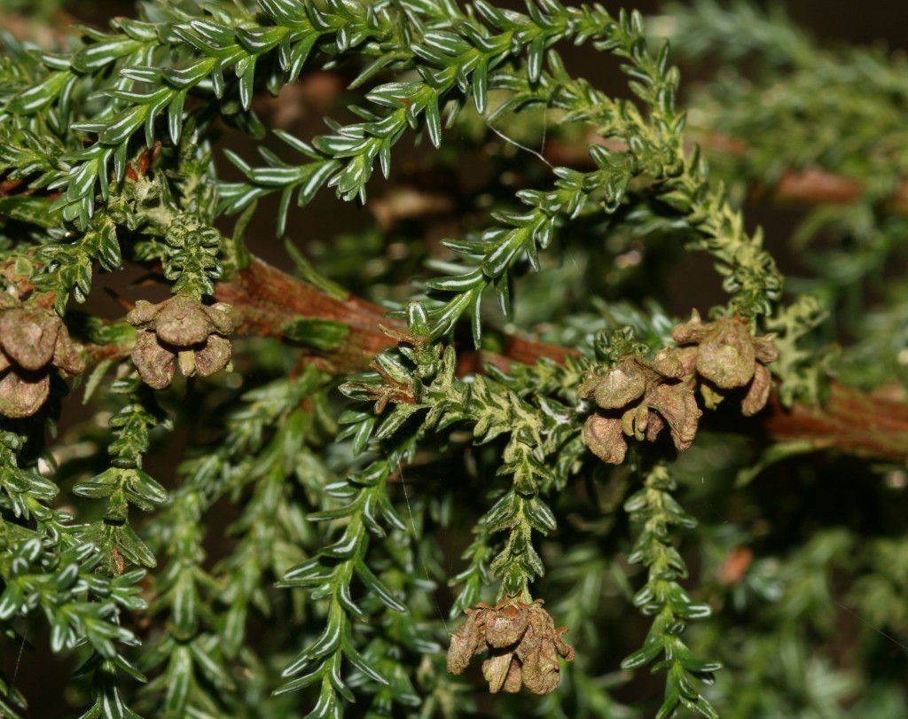 Fitzroya cupressoides