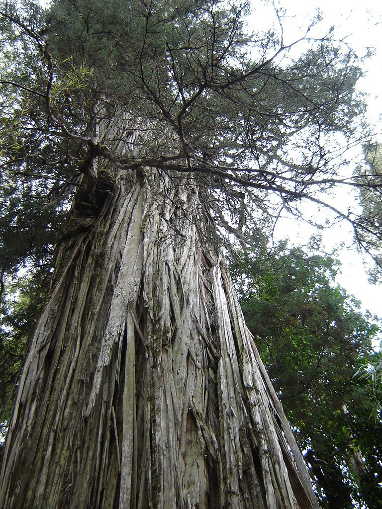 Fitzroya cupressoides
