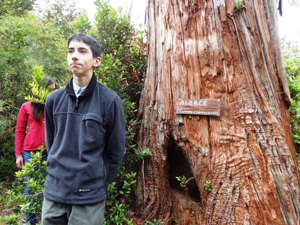 Fitzroya cupressoides
