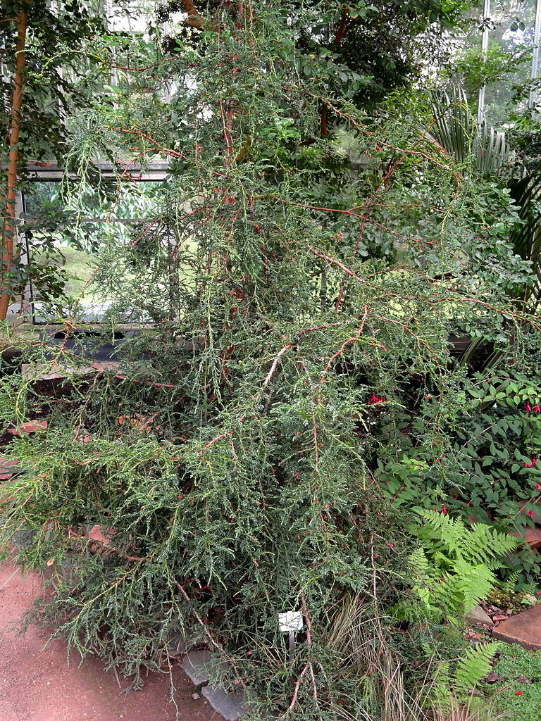 Fitzroya cupressoides