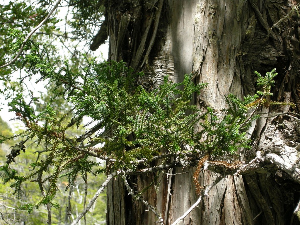 Fitzroya cupressoides