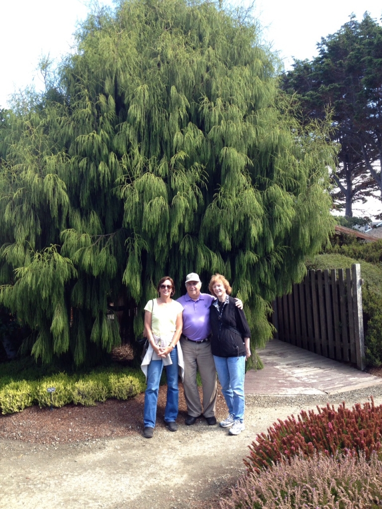 Dacrydium cupressinum