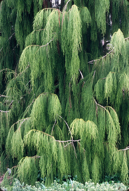 Dacrydium cupressinum