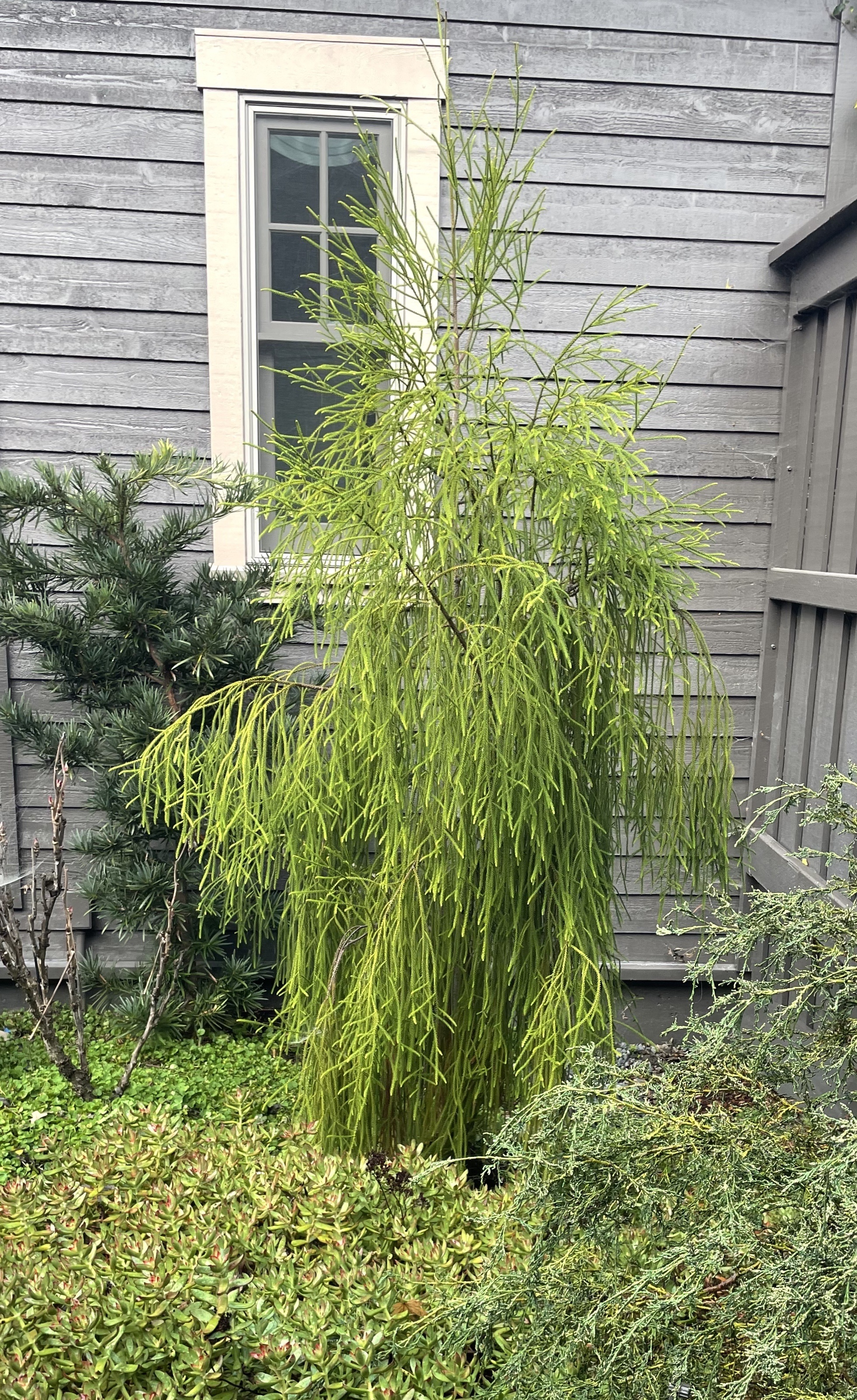 Dacrydium cupressinum