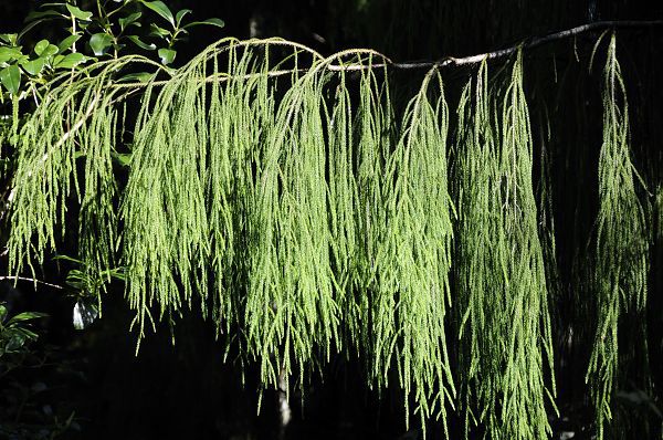 Dacrydium cupressinum