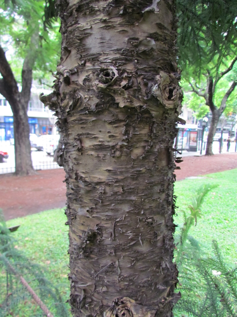 Araucaria cunninghamii