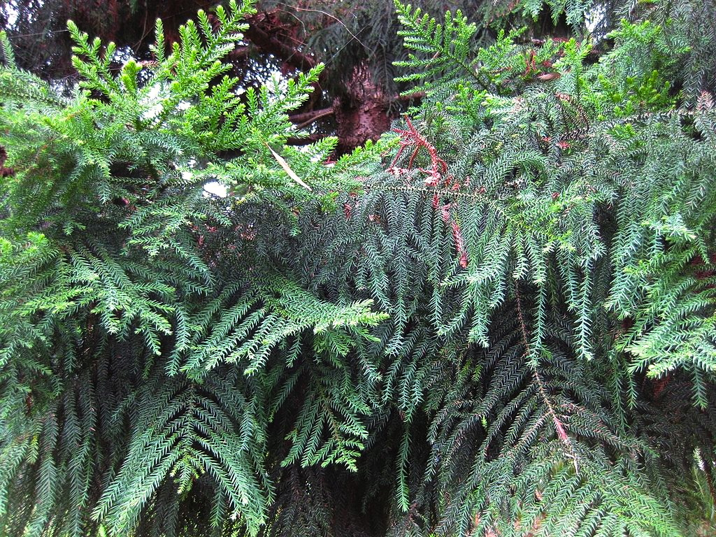 Araucaria cunninghamii