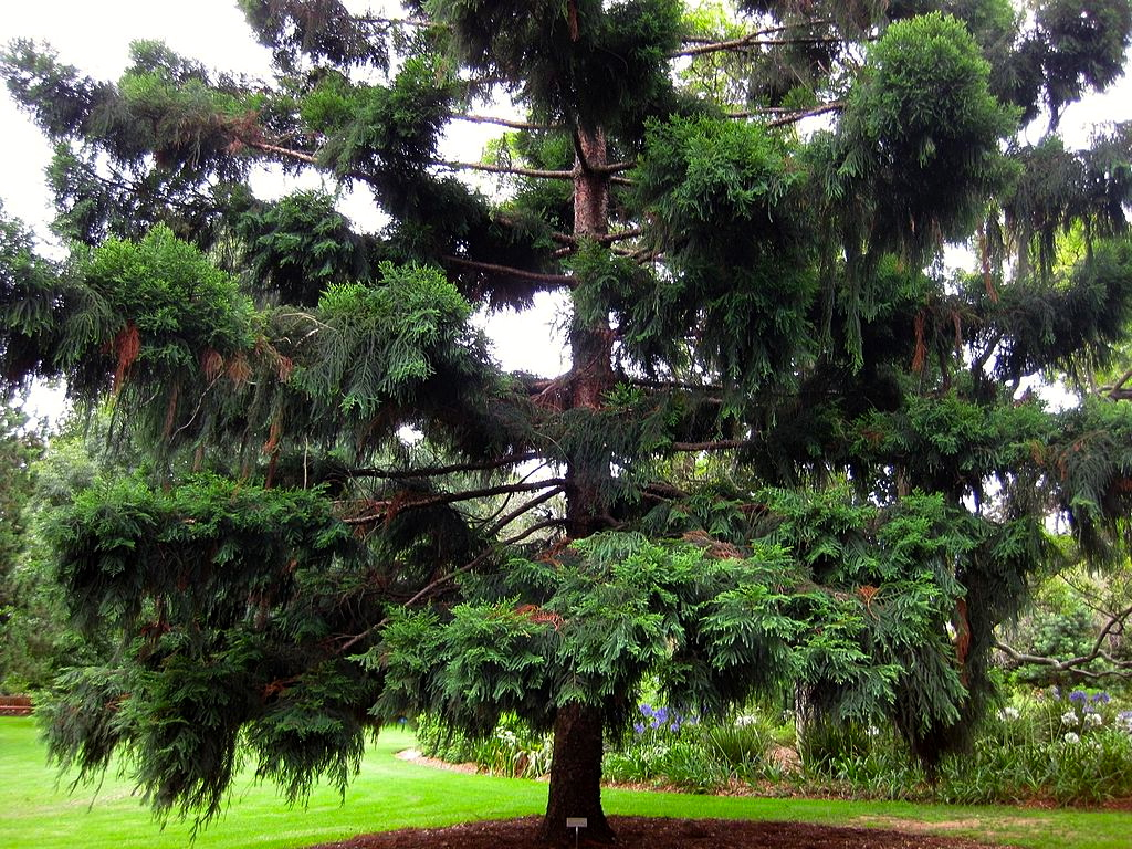 Araucaria cunninghamii