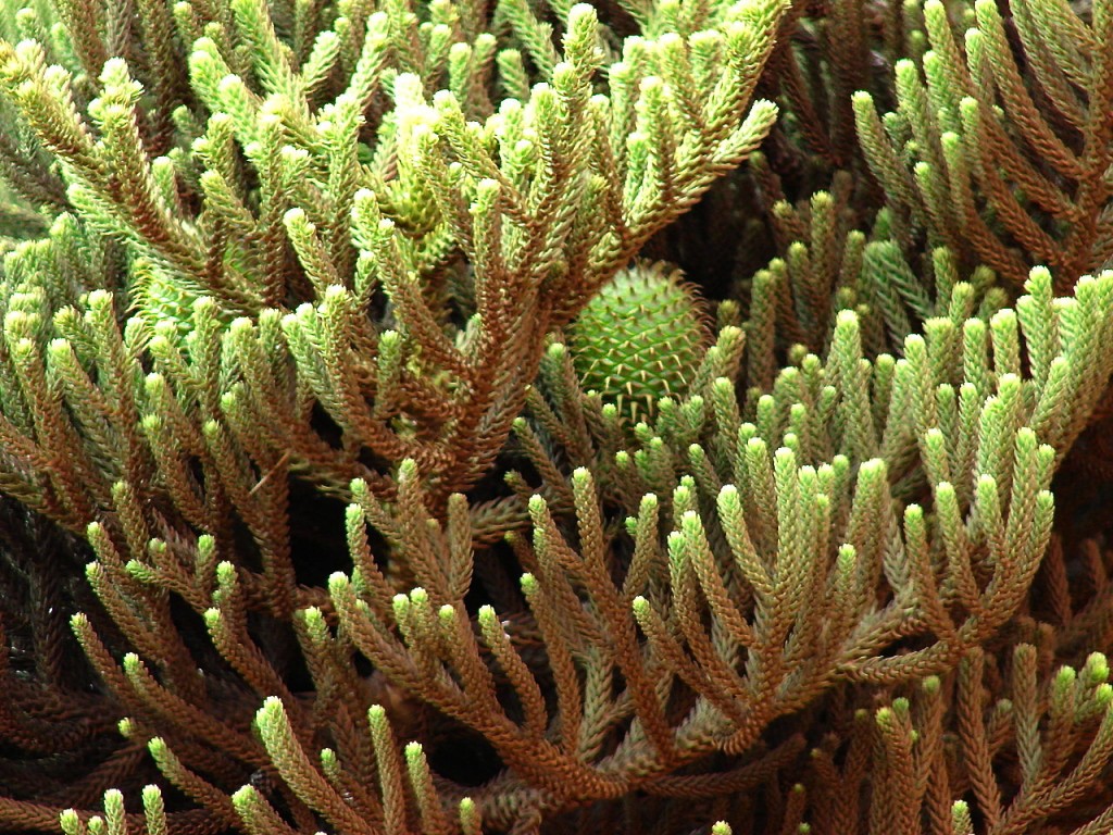 Araucaria cunninghamii