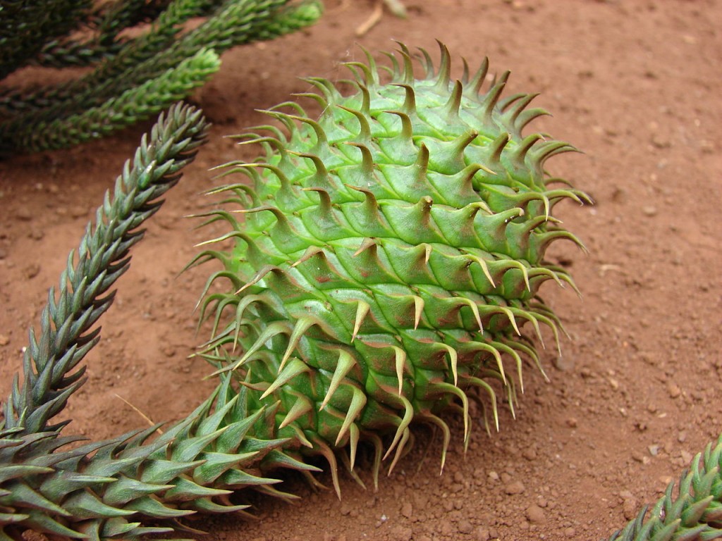 Araucaria cunninghamii