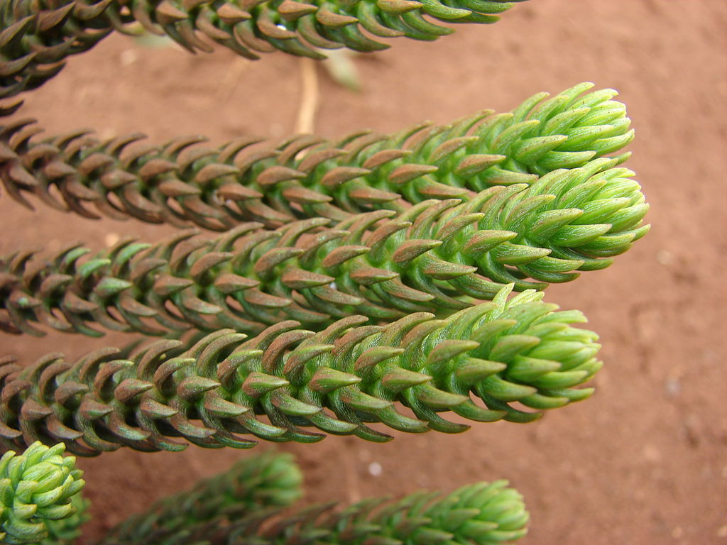 Araucaria cunninghamii