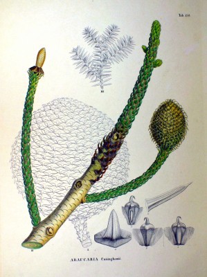 Araucaria cunninghamii
