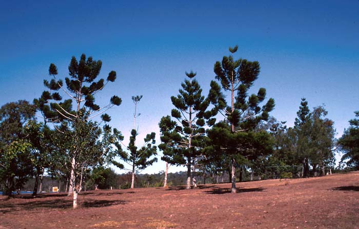 Araucaria cunninghamii