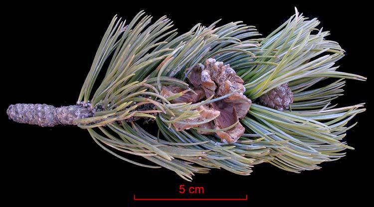 Pinus culminicola