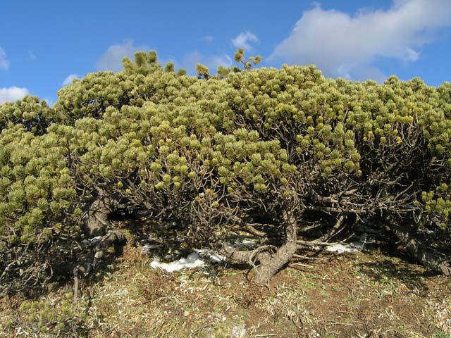 Pinus culminicola