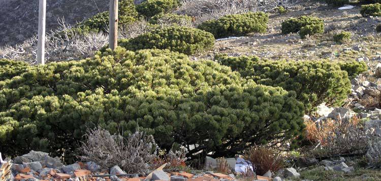 Pinus culminicola