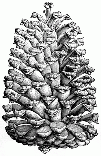 Pinus cubensis