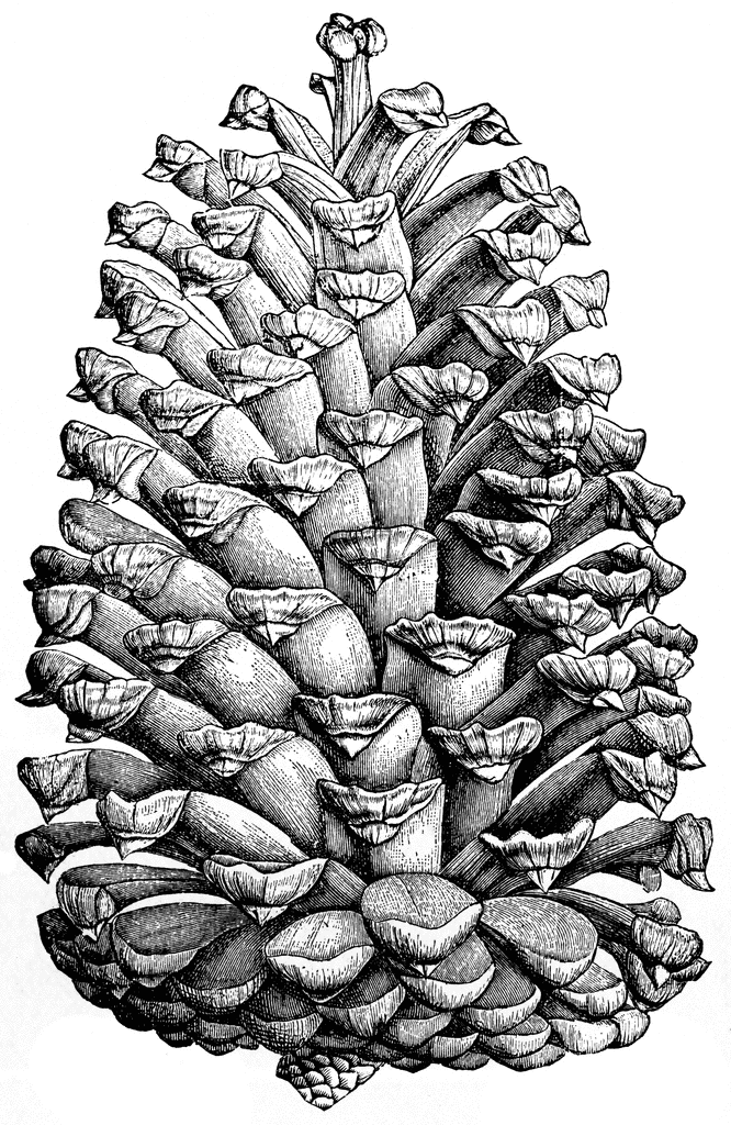 Pinus cubensis