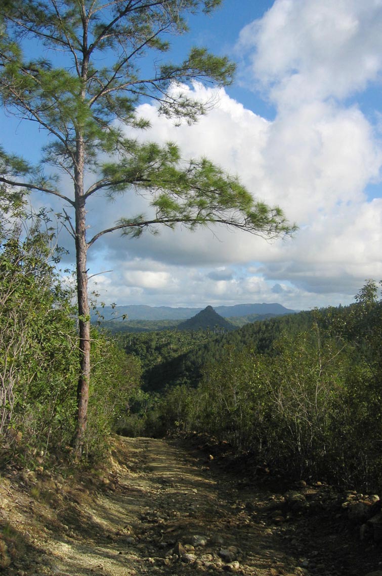 Pinus cubensis