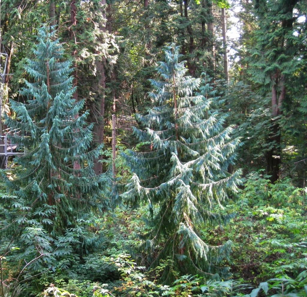 Taiwania cryptomerioides