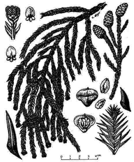 Taiwania cryptomerioides