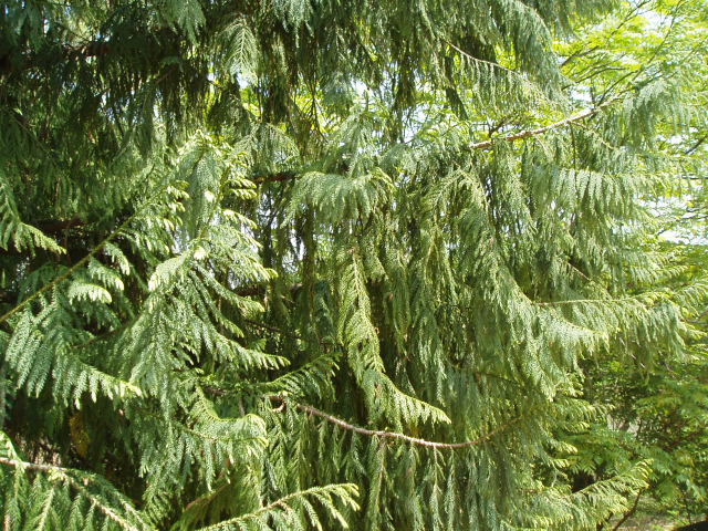 Taiwania cryptomerioides