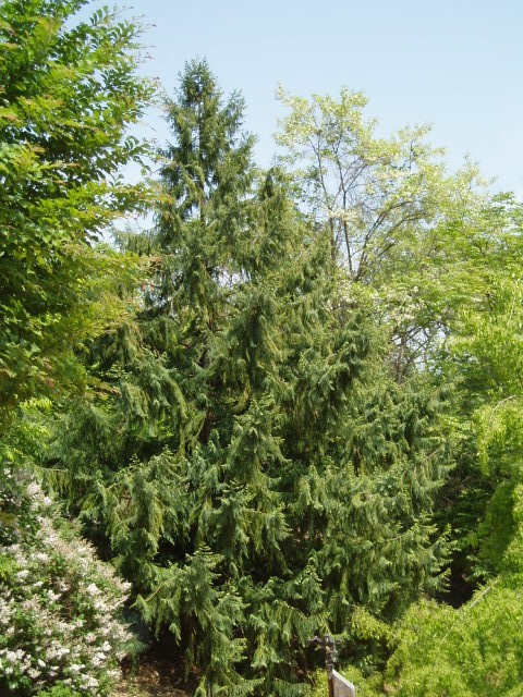 Taiwania cryptomerioides