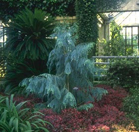 Taiwania cryptomerioides