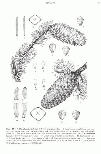 Picea crassifolia