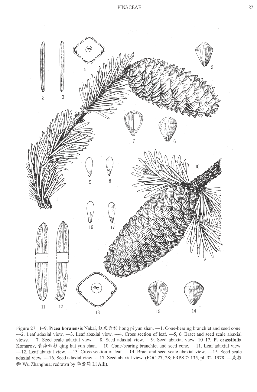 Picea crassifolia