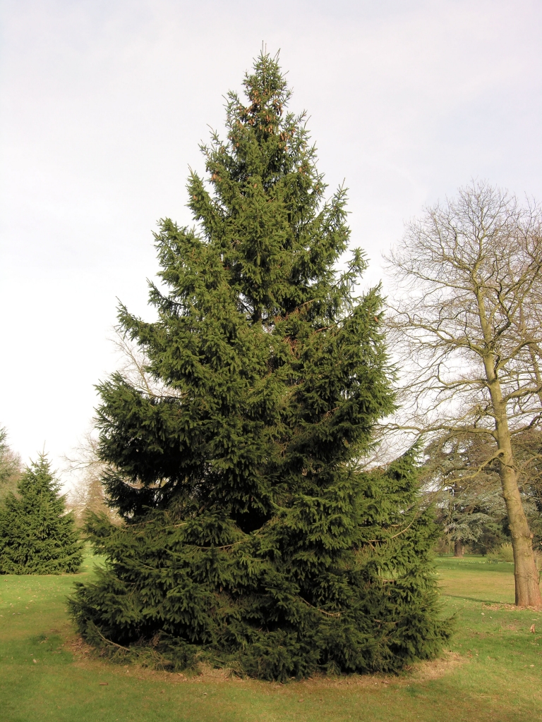 Picea crassifolia