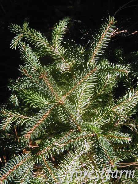 Picea crassifolia