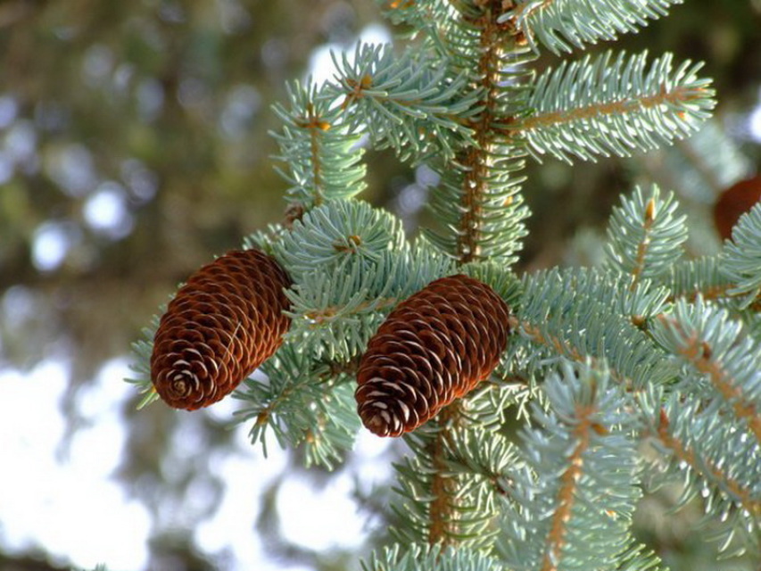 Picea crassifolia