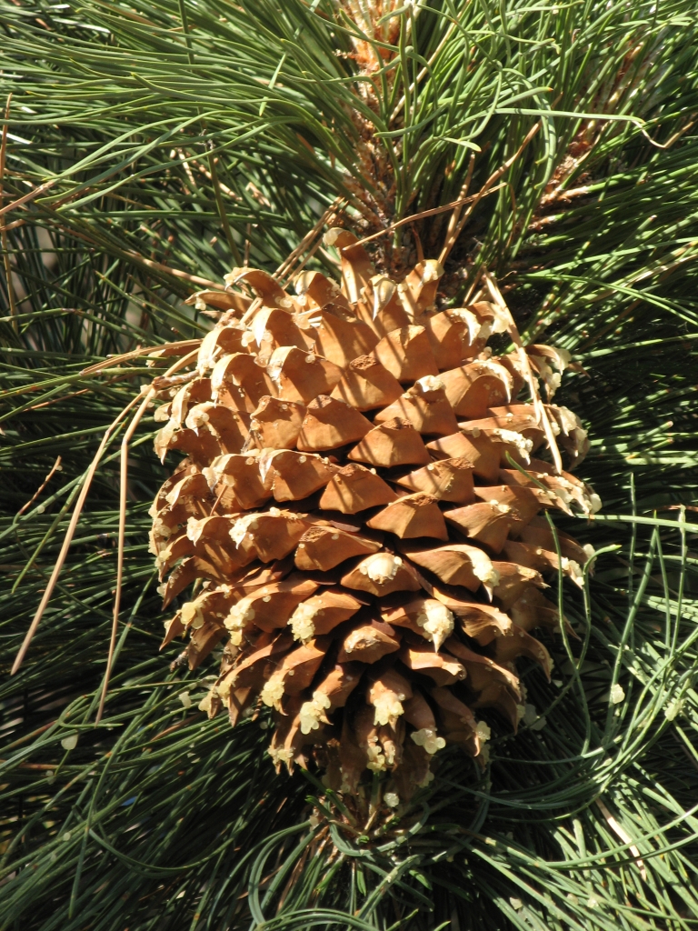 Pinus coulteri