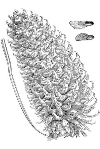 Pinus coulteri