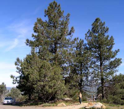 Pinus coulteri