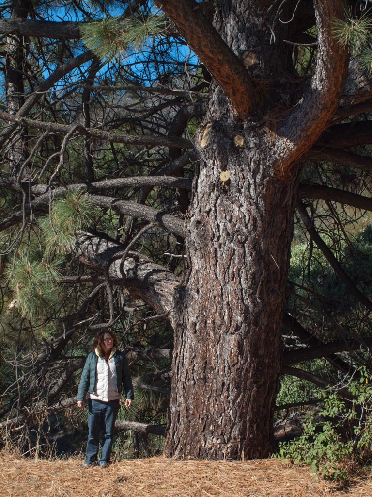 Pinus coulteri