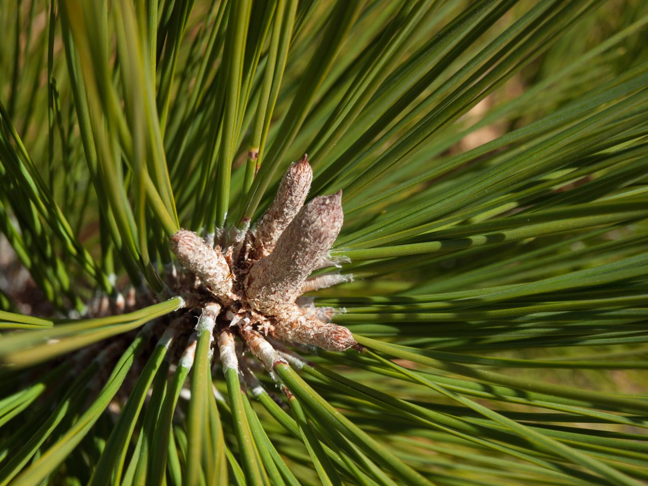 Pinus coulteri