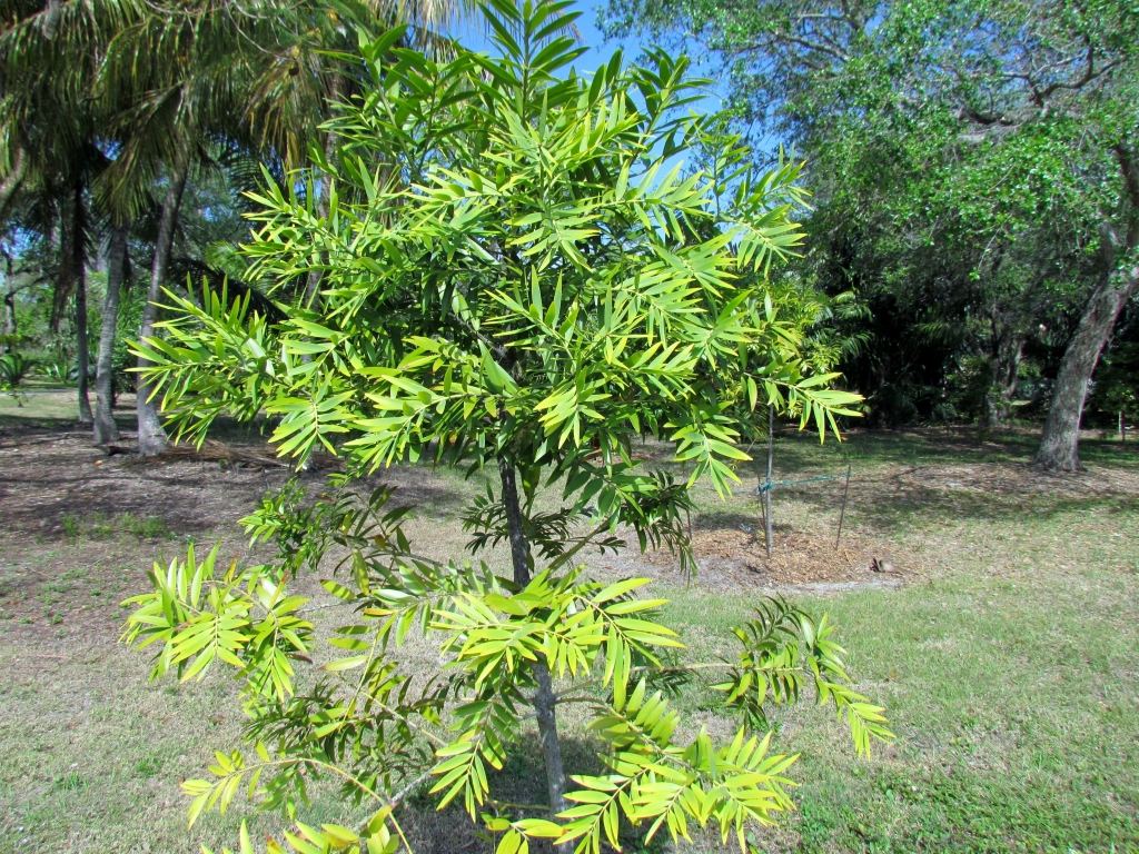 Agathis corbassonii