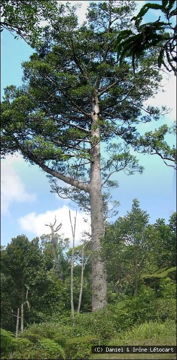Agathis corbassonii