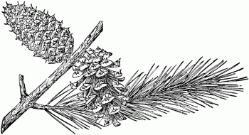 Pinus contorta