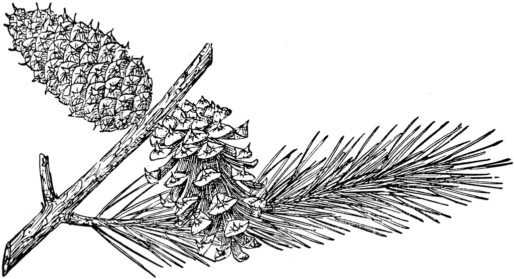 Pinus contorta