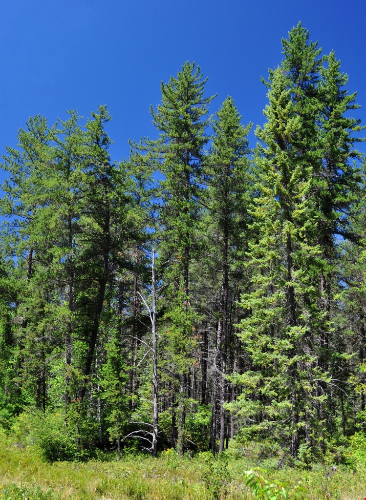 Pinus contorta